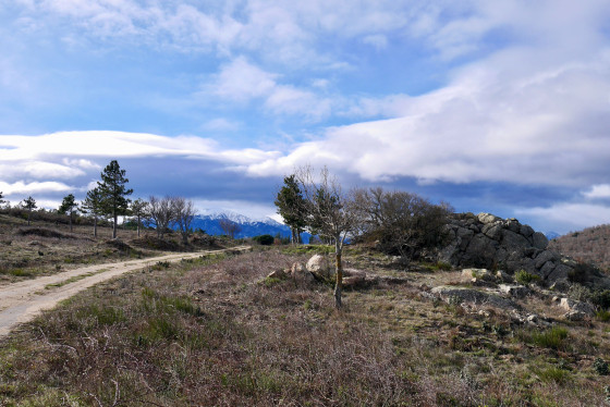 Quelques arbres