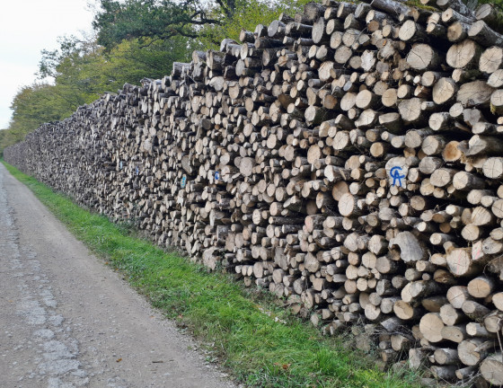 Quelques st&egrave;res de bois...