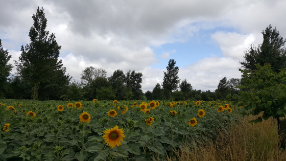 Quelques tournesols parmi tous ceux que vous trouverez le long de cette randonn&eacute;e
