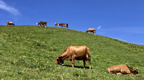 Quelques vaches près de la ferme auberge du Charmant Som