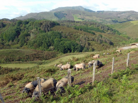 quintoas (cochons de race basque)
