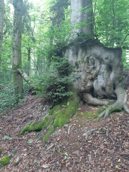 RACINE PARTICULIERE