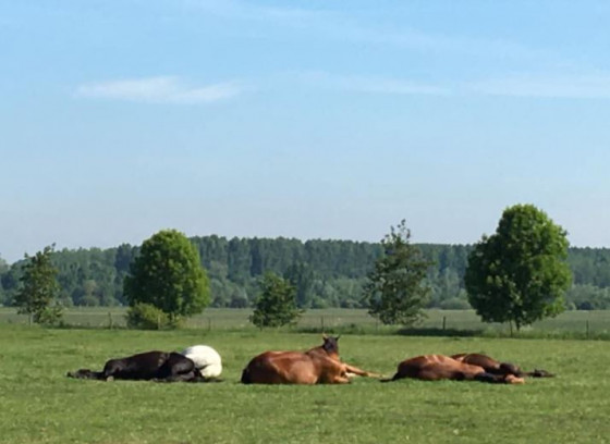 Ranch de la vache bleue