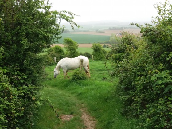 Rencontre sur le chemin de terre