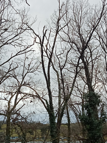 Cormorans au lac Roucarié