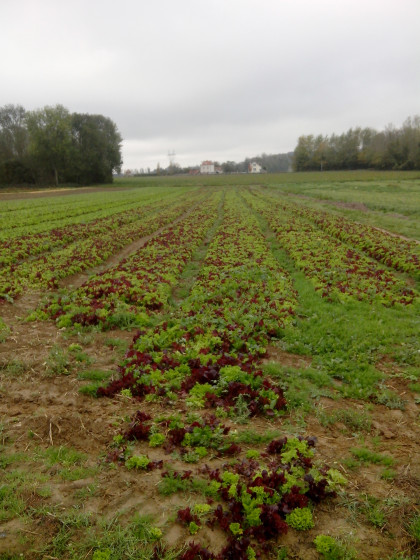 Rangs de salade