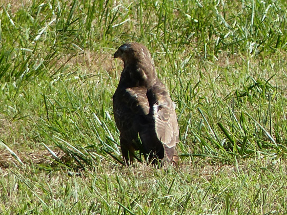 Rapace
