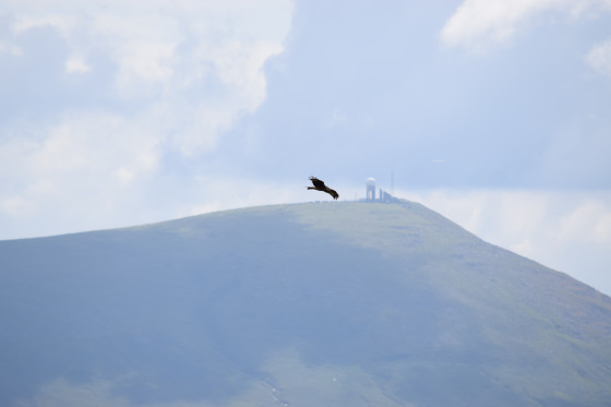 Rapace