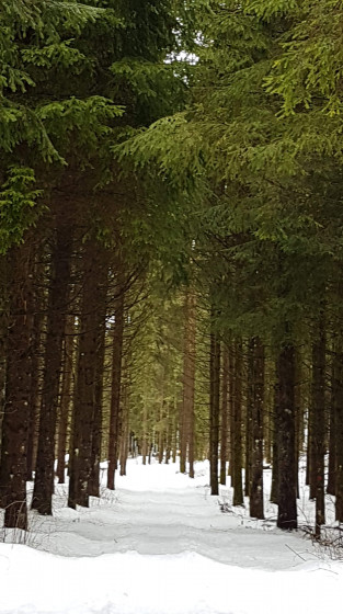 Parcours dans le petit bois