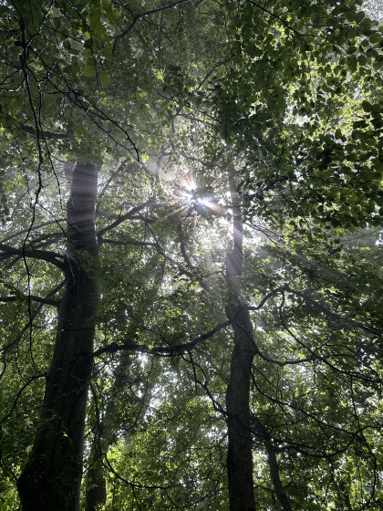 Rayon de soleil en for&ecirc;t