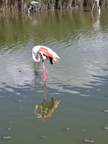 Reflet solitaire dans l’écrin du marais