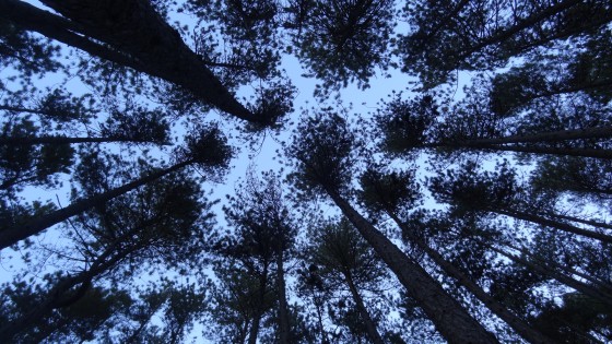 Regard au ciel