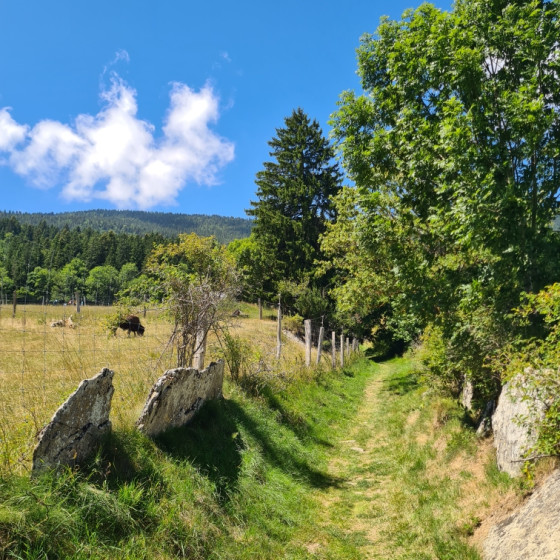 Remontée vers la ferme