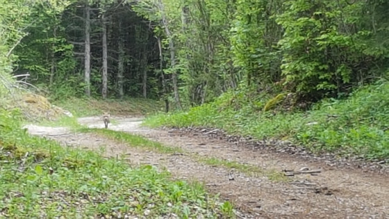 Renard trottant devant nous sur le chemin.
