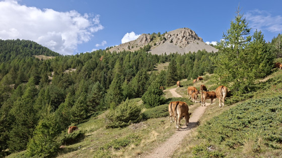 Rencontre avec un troupeau paisible
