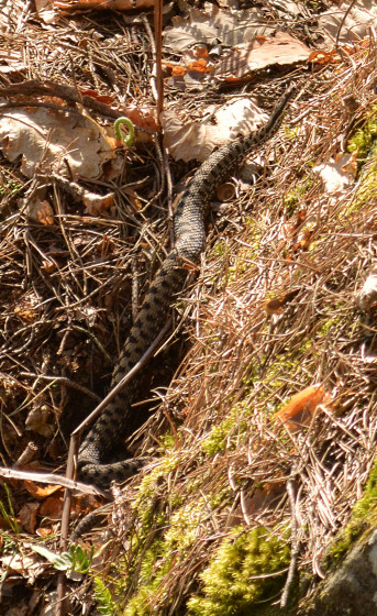 Rencontre en for&ecirc;t de Fontainebleau ...