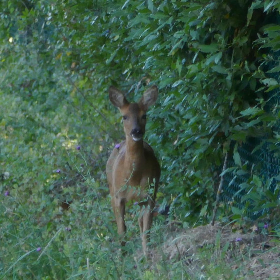 Rencontre fortuite au Cypressat