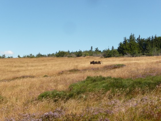 Rencontres femmes de la campagne