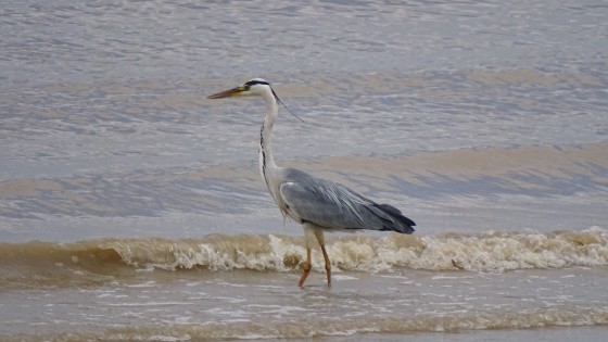 Rencontre sur les rives de la Gironde