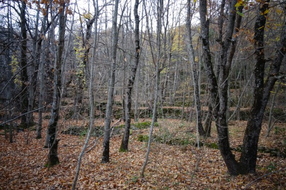 Restanques en forêt