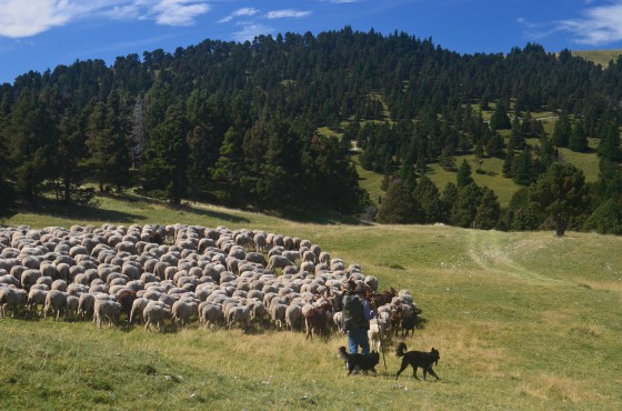 Retour des paturages