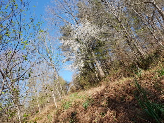 Retour du printemps