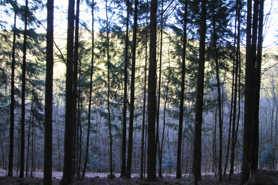 retour en forêt