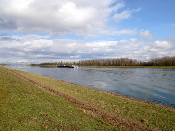 Rhin