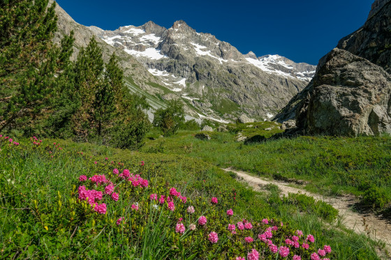 Rhododendrons et haute montagne