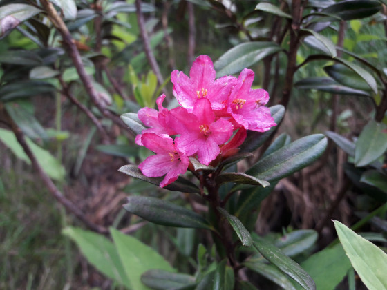 Rhododendron