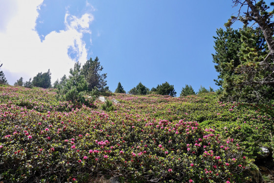 Rhododendrons en fleur
