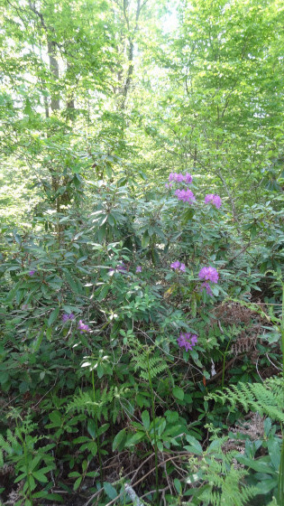 Rhododendrons en forêt