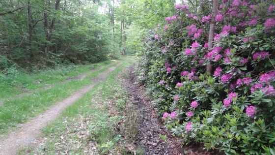 Rhododendrons pr&egrave;s du ch&acirc;teau de Villette