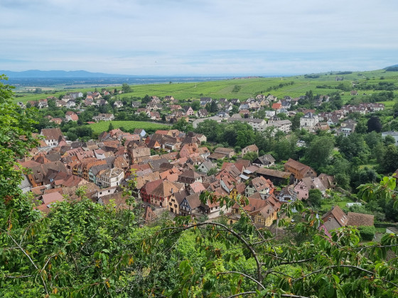 Ribeauvillé, au pied de ses trois châteaux