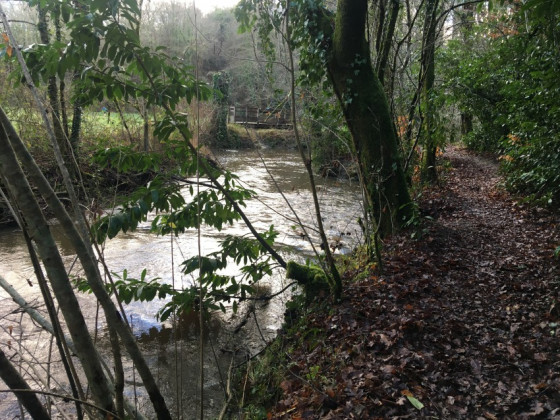 Rive droite du Cens après Pont Marchand