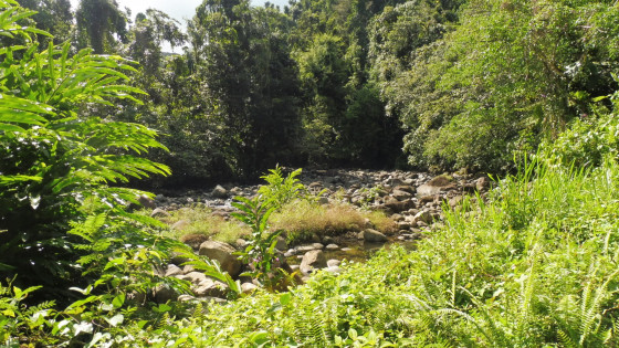 Rivière de Capesterre