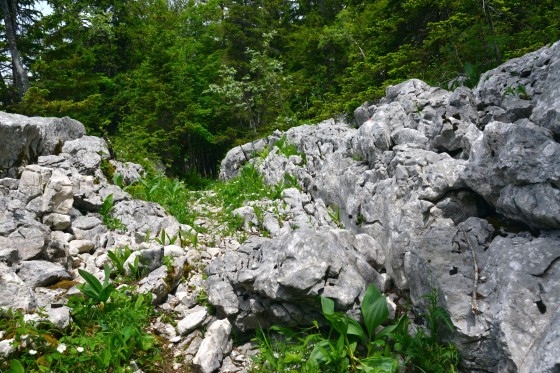 Roche