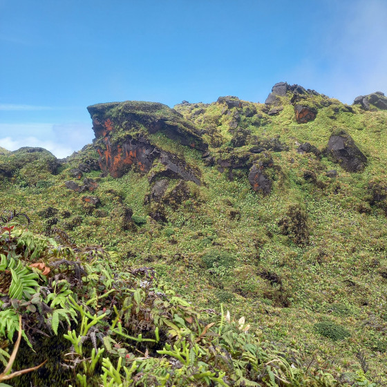 roche volcanique dans la verdure