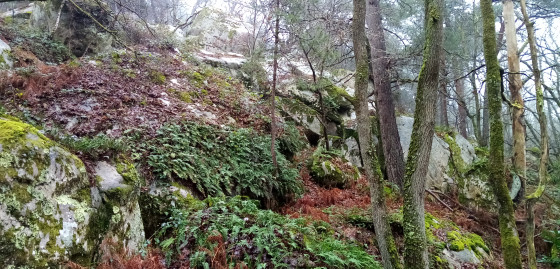 Rochers en sous-bois