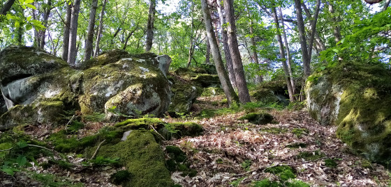 Rochers moussus