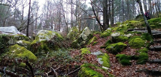 Rochers moussus