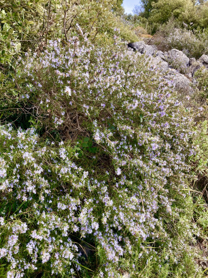 Romarin en fleurs, fin février
