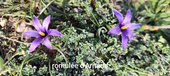 Romul&eacute;e d'Arnaud