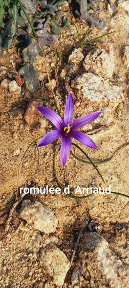 Romul&eacute;e d'Arnaud