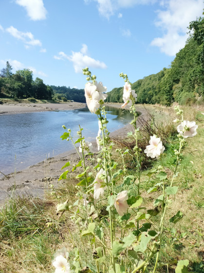 Rose trémière sur le Leguer