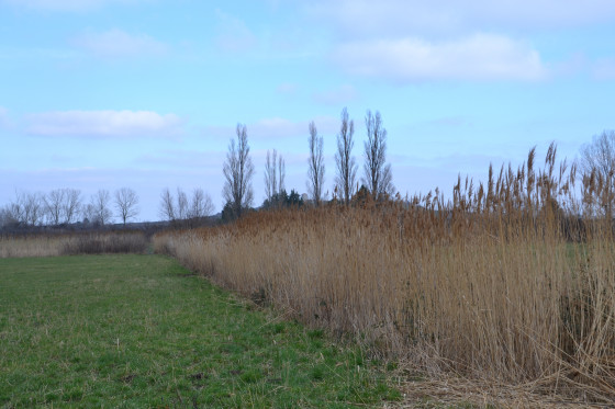 Roseaux jaunes