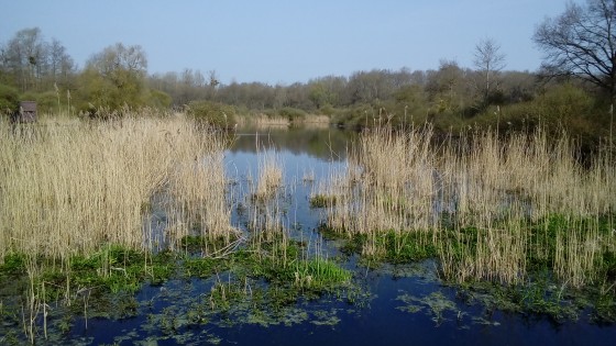 Roselière