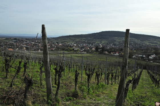 Rosheim et son vignoble