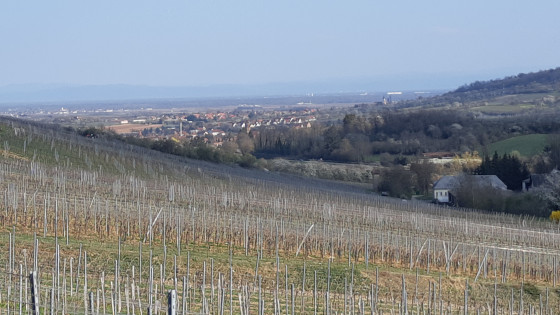 Rosheim et la vallée alsacienne