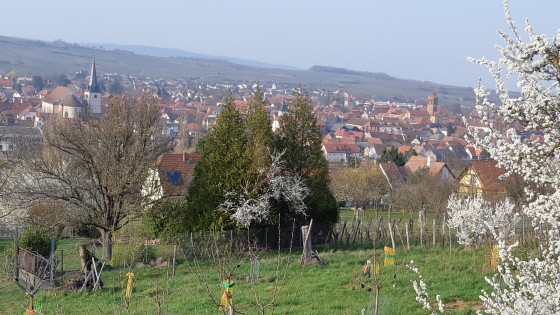 Rosheim